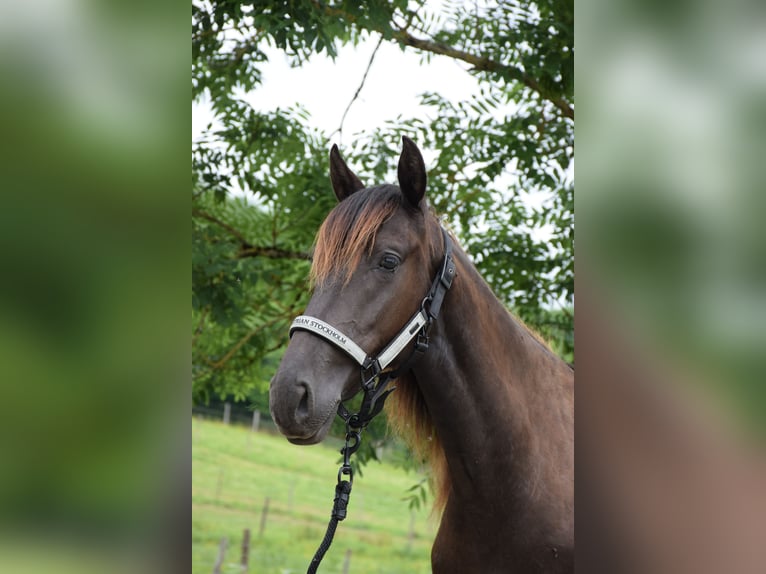 PRE Jument 3 Ans Noir in Caumont
