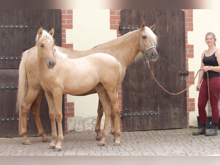 PRE Jument 3 Ans Palomino in Drebsdorf