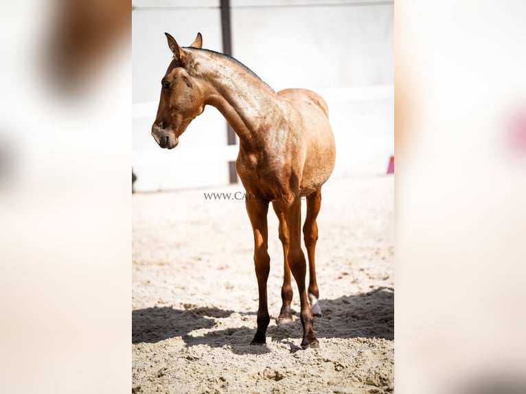 PRE Croisé Jument 4 Ans 145 cm Buckskin in Rafelguaraf