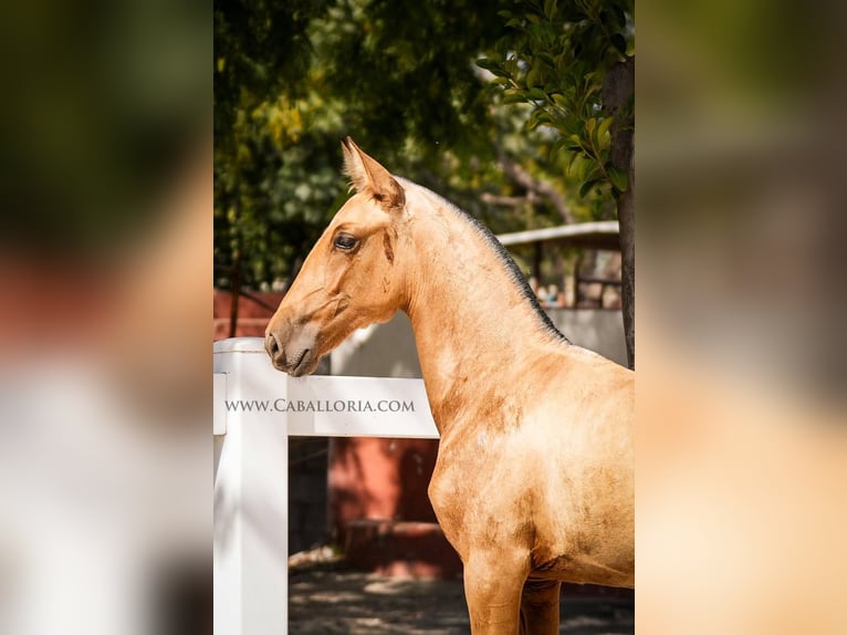 PRE Croisé Jument 4 Ans 145 cm Buckskin in Rafelguaraf