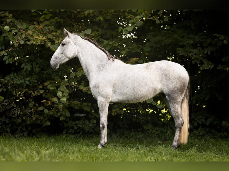 PRE Croisé Jument 4 Ans 148 cm Gris in Hoogeloon