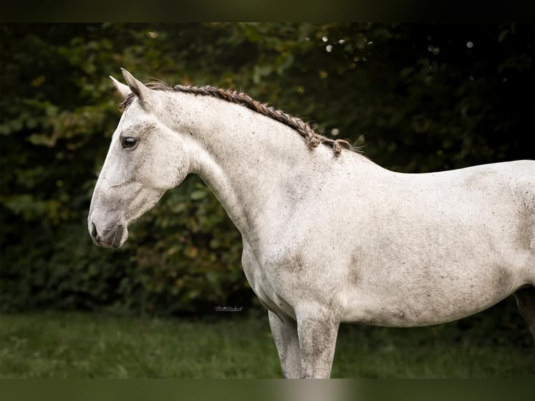 PRE Croisé Jument 4 Ans 148 cm Gris in Hoogeloon