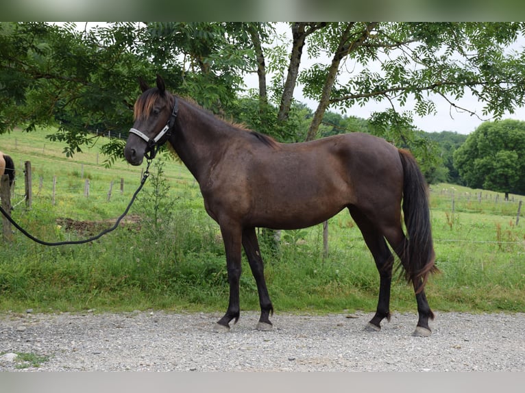 PRE Jument 4 Ans 148 cm Noir in Caumont