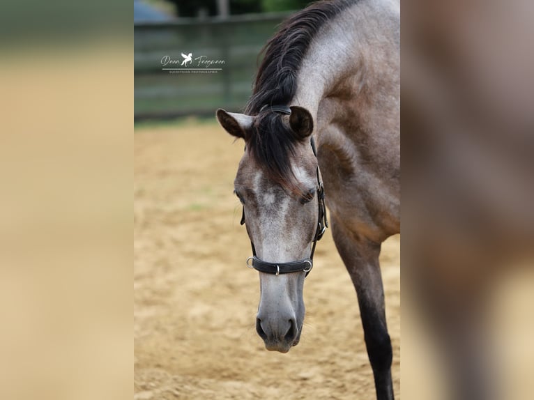 PRE Jument 4 Ans 153 cm Gris in Bad Laer