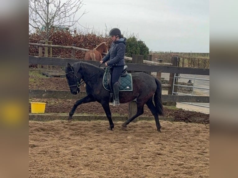 PRE Jument 4 Ans 153 cm Noir in Daleiden