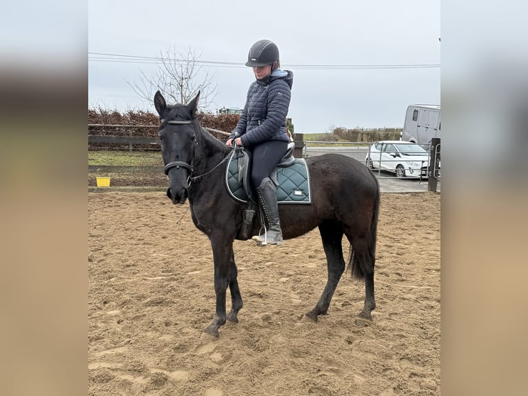 PRE Croisé Jument 4 Ans 153 cm Noir in Daleiden