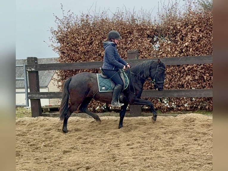 PRE Croisé Jument 4 Ans 153 cm Noir in Daleiden