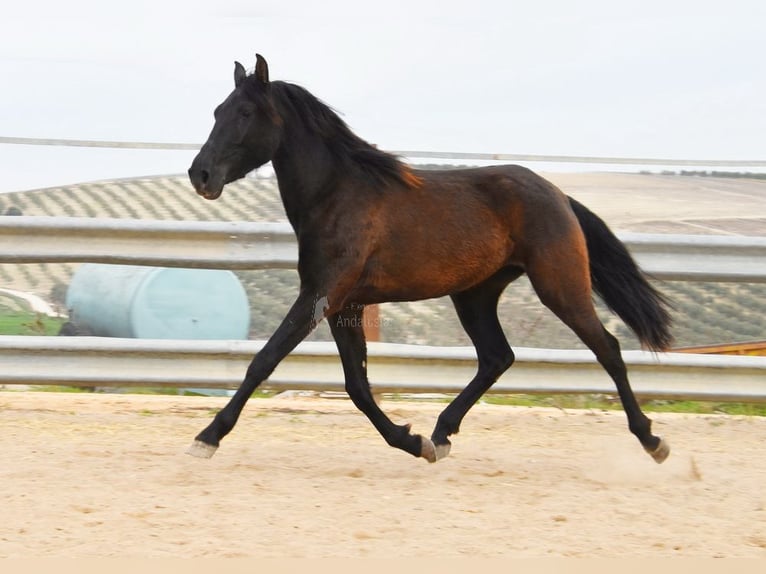 PRE Croisé Jument 4 Ans 153 cm Noir in Miralvalles