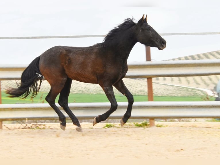 PRE Croisé Jument 4 Ans 153 cm Noir in Miralvalles