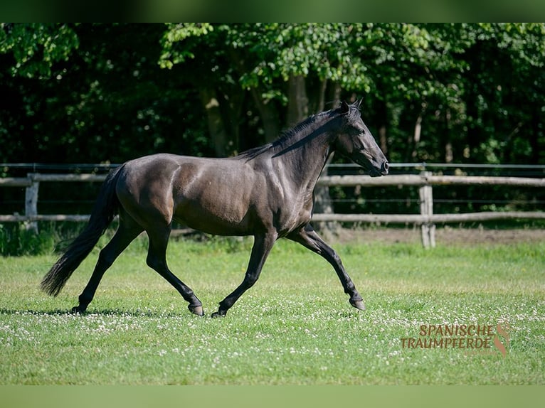 PRE Jument 4 Ans 153 cm Noir in Traventhal