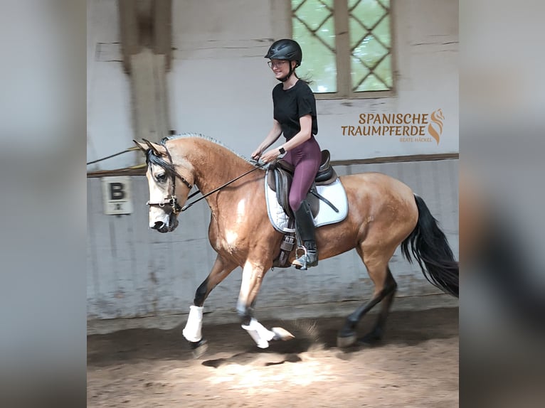 PRE Croisé Jument 4 Ans 154 cm Isabelle in Traventhal