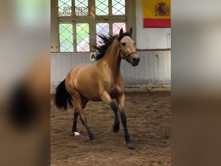 PRE Croisé Jument 4 Ans 154 cm Isabelle in Traventhal