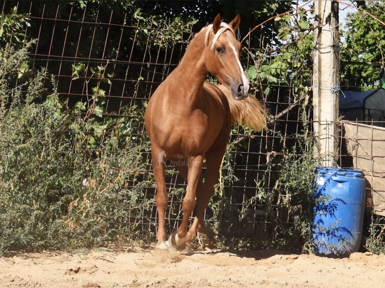 PRE Jument 4 Ans 154 cm Palomino in Provinz Granada