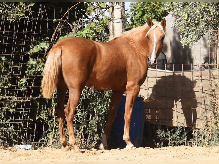 PRE Jument 4 Ans 154 cm Palomino in Provinz Granada