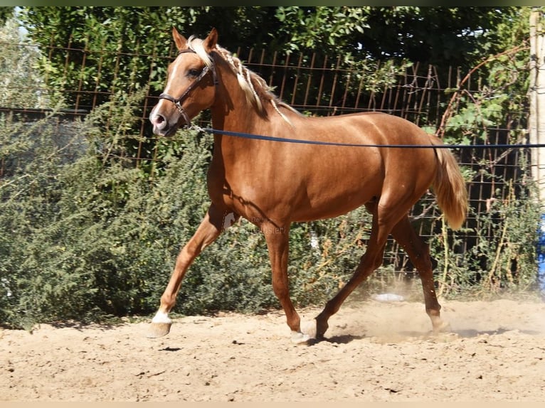 PRE Jument 4 Ans 154 cm Palomino in Provinz Granada