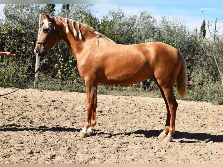 PRE Jument 4 Ans 154 cm Palomino in Provinz Granada