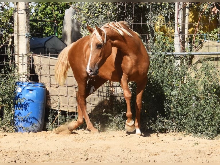 PRE Jument 4 Ans 154 cm Palomino in Provinz Granada