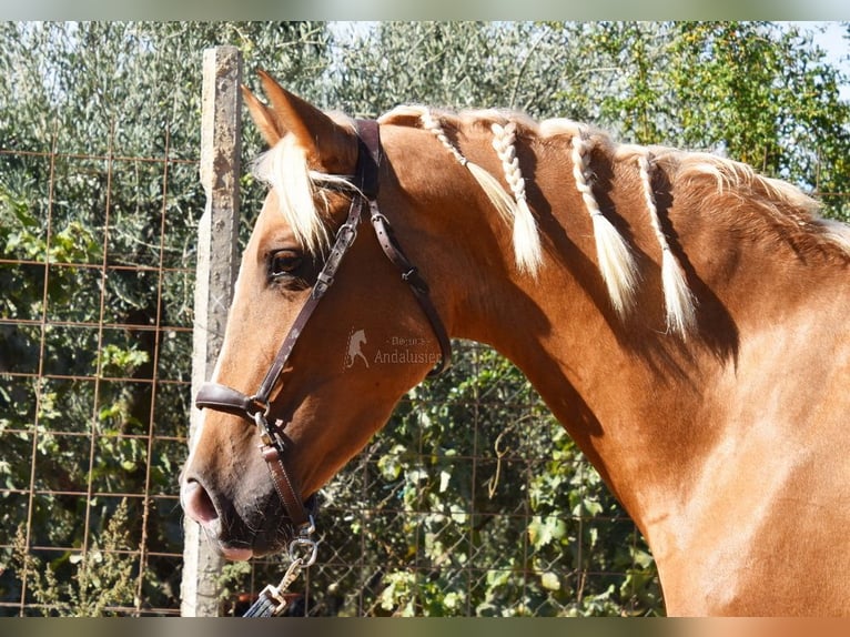 PRE Jument 4 Ans 154 cm Palomino in Provinz Granada