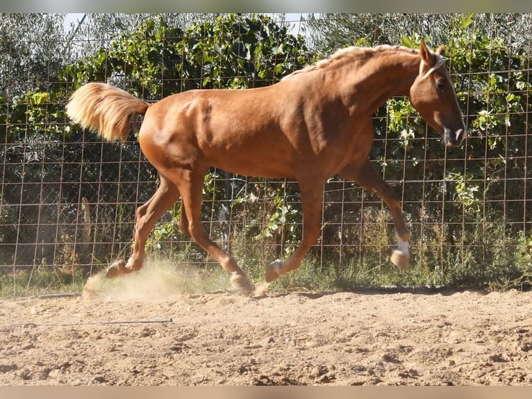 PRE Jument 4 Ans 154 cm Palomino in Provinz Granada