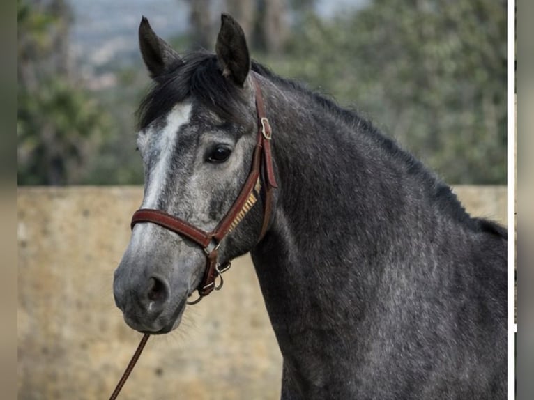 PRE Croisé Jument 4 Ans 154 cm Rouan bleu in Aachen
