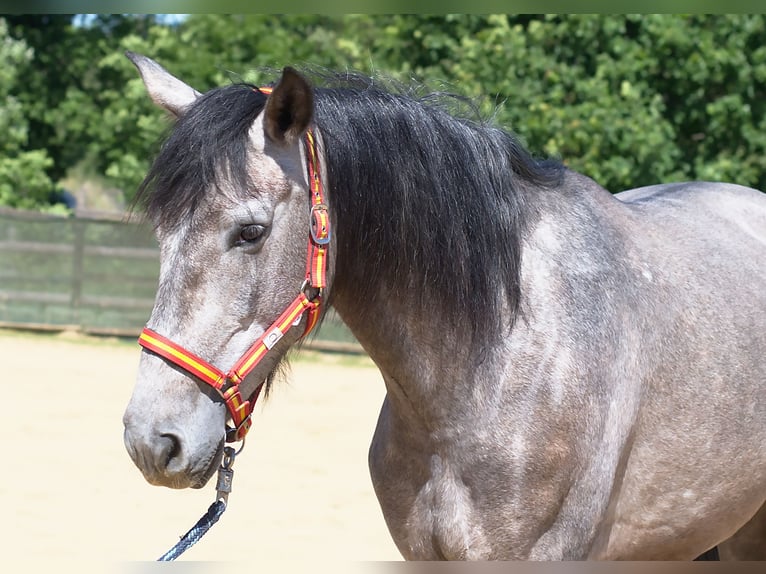 PRE Jument 4 Ans 155 cm Gris in Bad Laer