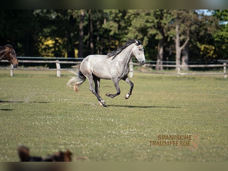 PRE Jument 4 Ans 155 cm Gris in Traventhal
