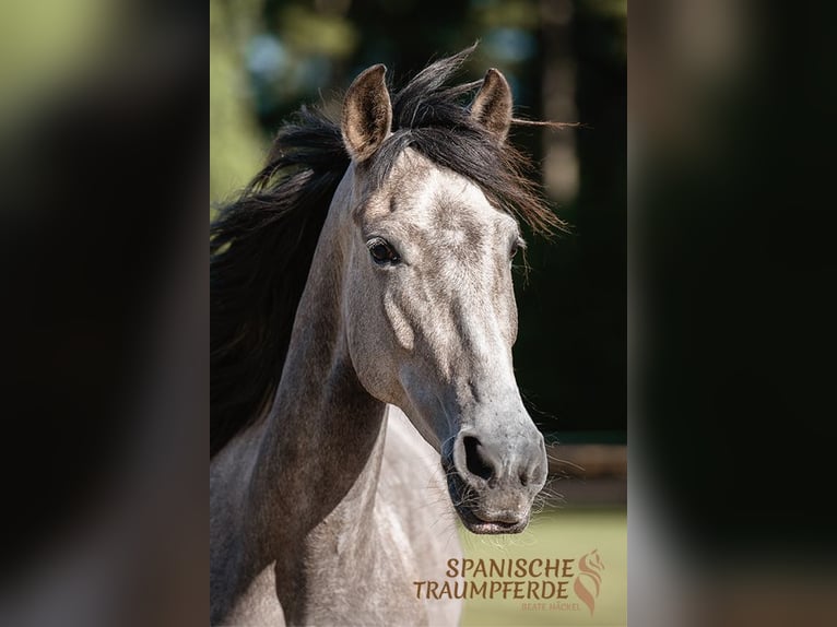 PRE Jument 4 Ans 155 cm Gris in Traventhal