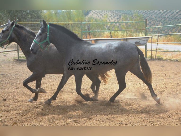 PRE Croisé Jument 4 Ans 155 cm Gris pommelé in Vejer de la Frontera