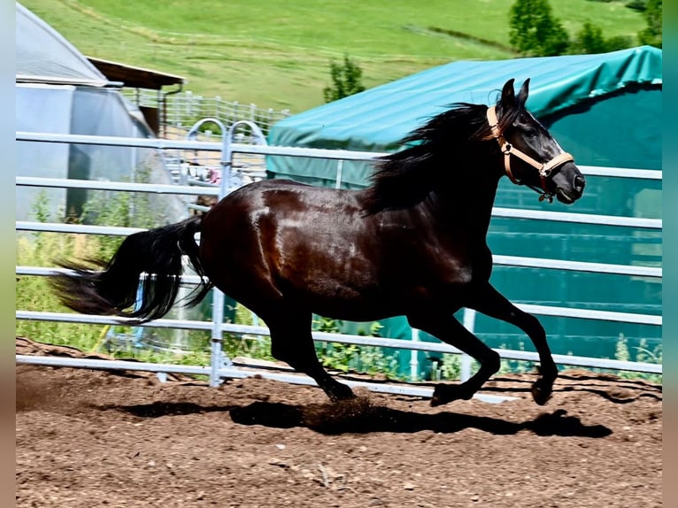 PRE Jument 4 Ans 155 cm Noir in Klettgau