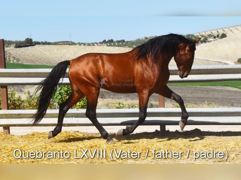 PRE Jument 4 Ans 155 cm Noir in Miralvalles