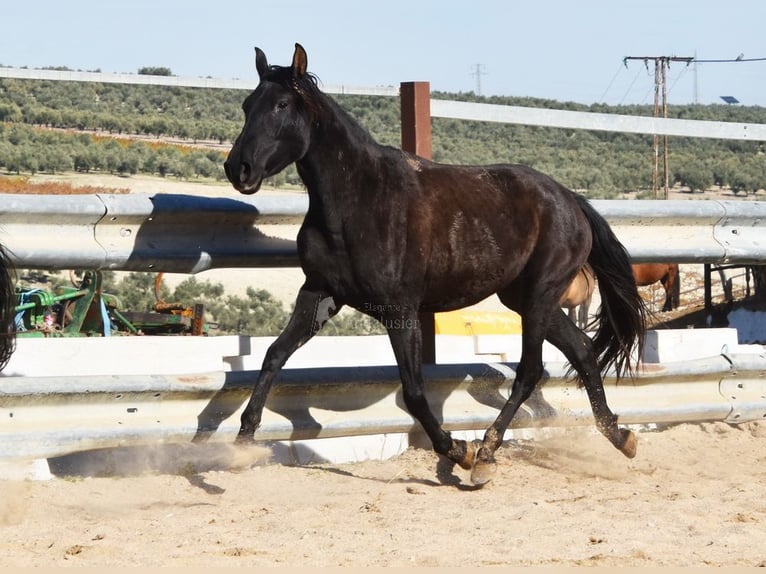 PRE Jument 4 Ans 155 cm Noir in Miralvalles