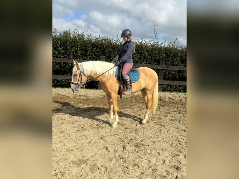 PRE Croisé Jument 4 Ans 155 cm Palomino in Daleiden