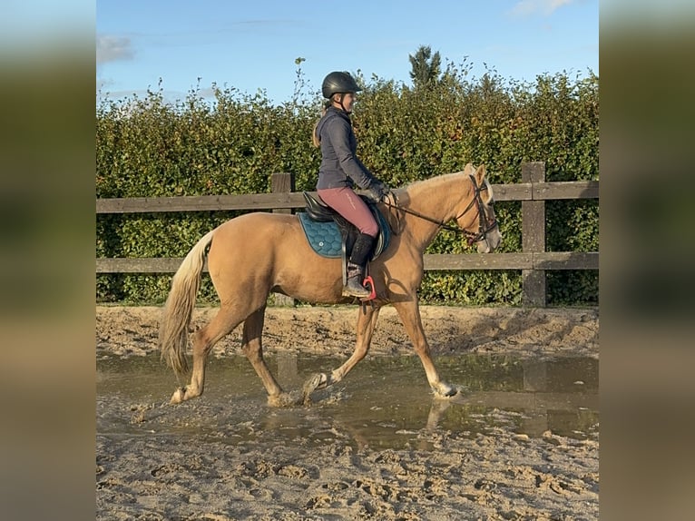 PRE Croisé Jument 4 Ans 155 cm Palomino in Daleiden