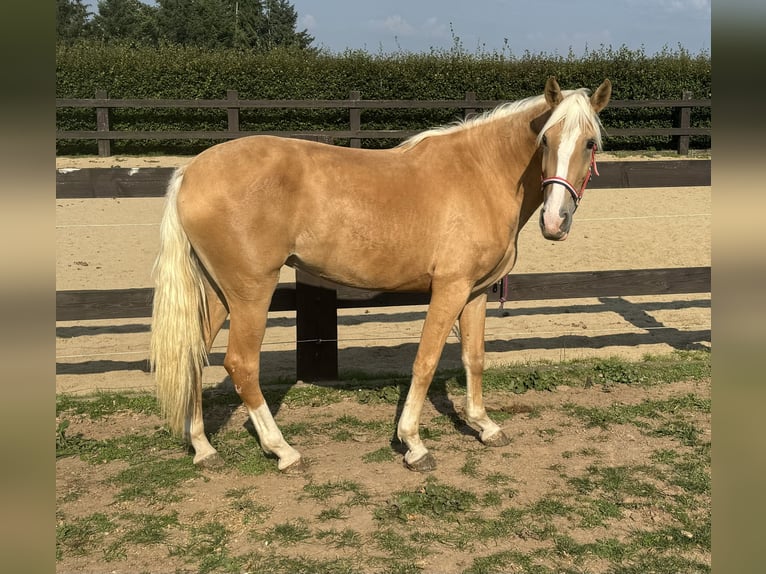 PRE Croisé Jument 4 Ans 155 cm Palomino in Daleiden