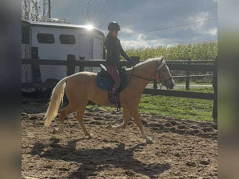 PRE Croisé Jument 4 Ans 155 cm Palomino in Daleiden