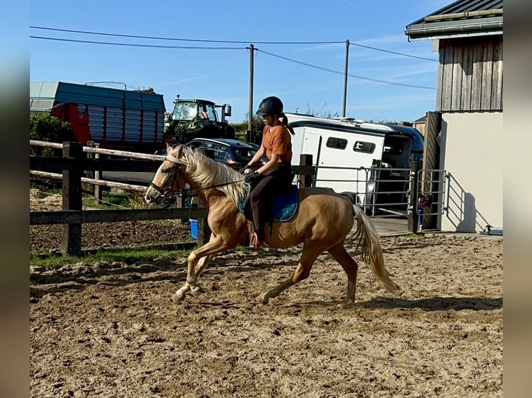 PRE Croisé Jument 4 Ans 155 cm Palomino in Daleiden