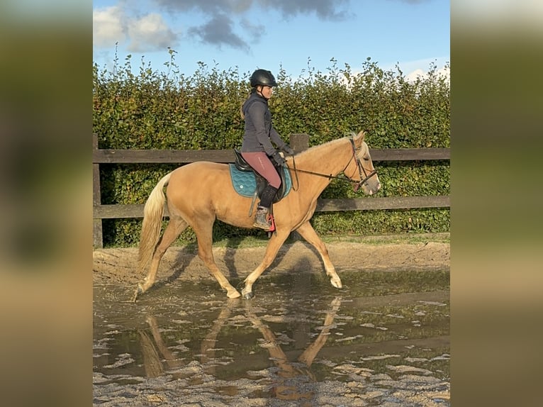 PRE Croisé Jument 4 Ans 155 cm Palomino in Daleiden