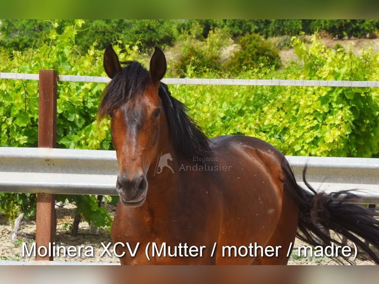 PRE Jument 4 Ans 156 cm Bai in Provinz Cordoba