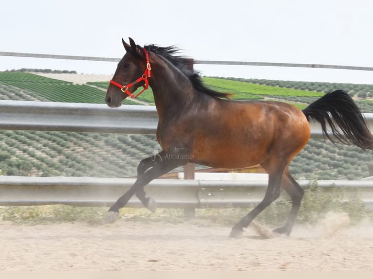 PRE Jument 4 Ans 156 cm Bai in Provinz Cordoba