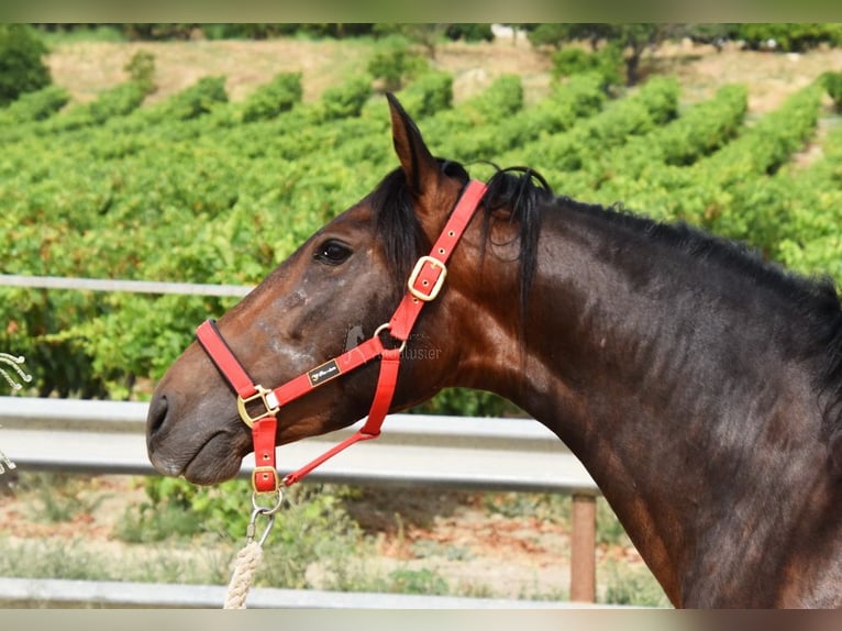 PRE Jument 4 Ans 156 cm Bai in Provinz Cordoba