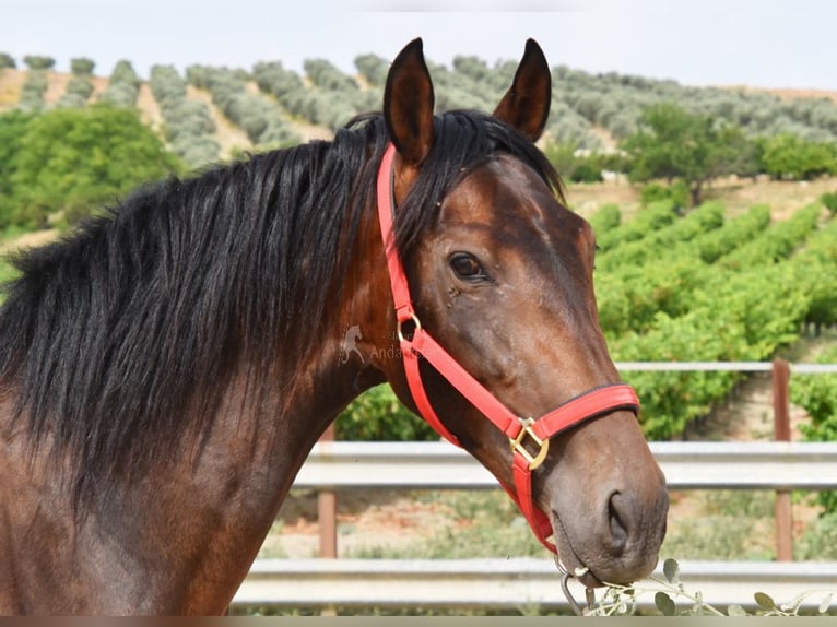 PRE Jument 4 Ans 156 cm Bai in Provinz Cordoba