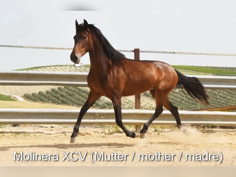 PRE Jument 4 Ans 156 cm Bai in Provinz Cordoba