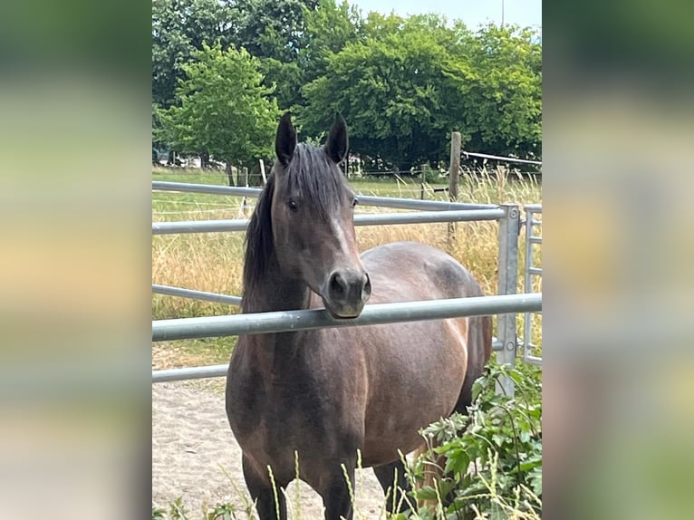 PRE Croisé Jument 4 Ans 156 cm Peut devenir gris in Aldingen