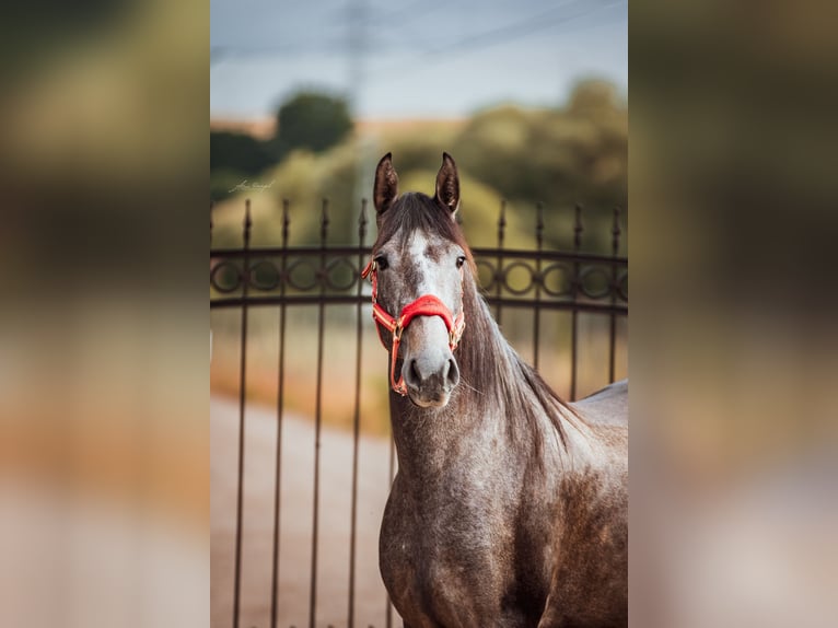 PRE Jument 4 Ans 156 cm Peut devenir gris in Aldingen
