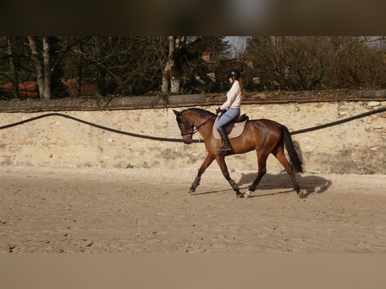 PRE Jument 4 Ans 157 cm Bai in Savigny-le-Temple