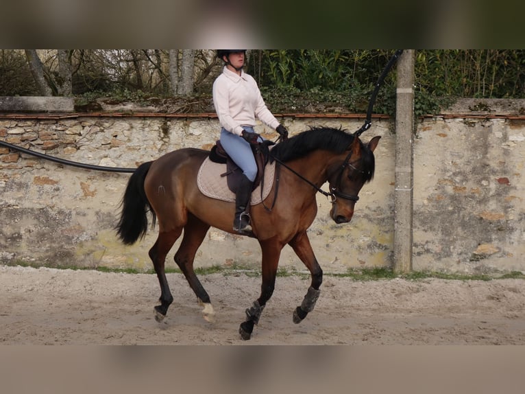 PRE Jument 4 Ans 157 cm Bai in Savigny-le-Temple