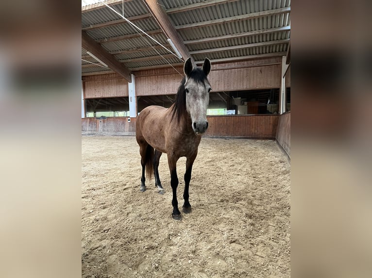 PRE Jument 4 Ans 157 cm Gris (bai-dun) in Lochen am See