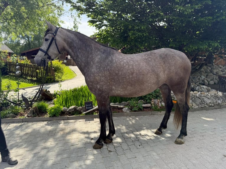PRE Jument 4 Ans 157 cm Gris (bai-dun) in Lochen am See