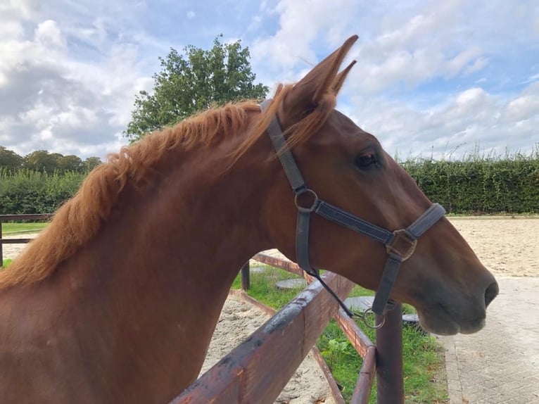 PRE Croisé Jument 4 Ans 158 cm Alezan in Ommeren