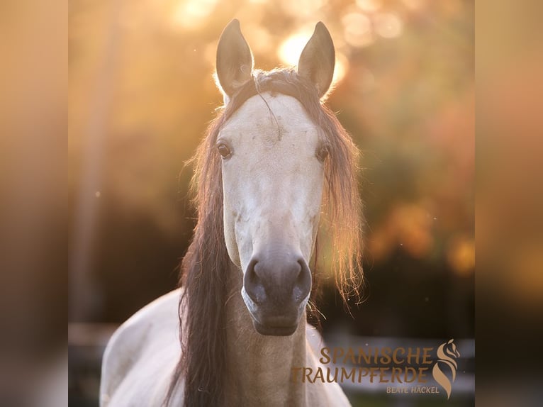 PRE Croisé Jument 4 Ans 158 cm Buckskin in Traventhal